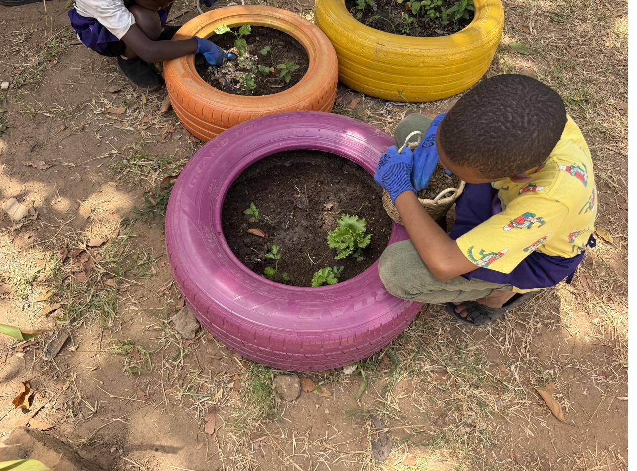 A child in gardening gloves tending coriander seedlings in a pink tyre bed