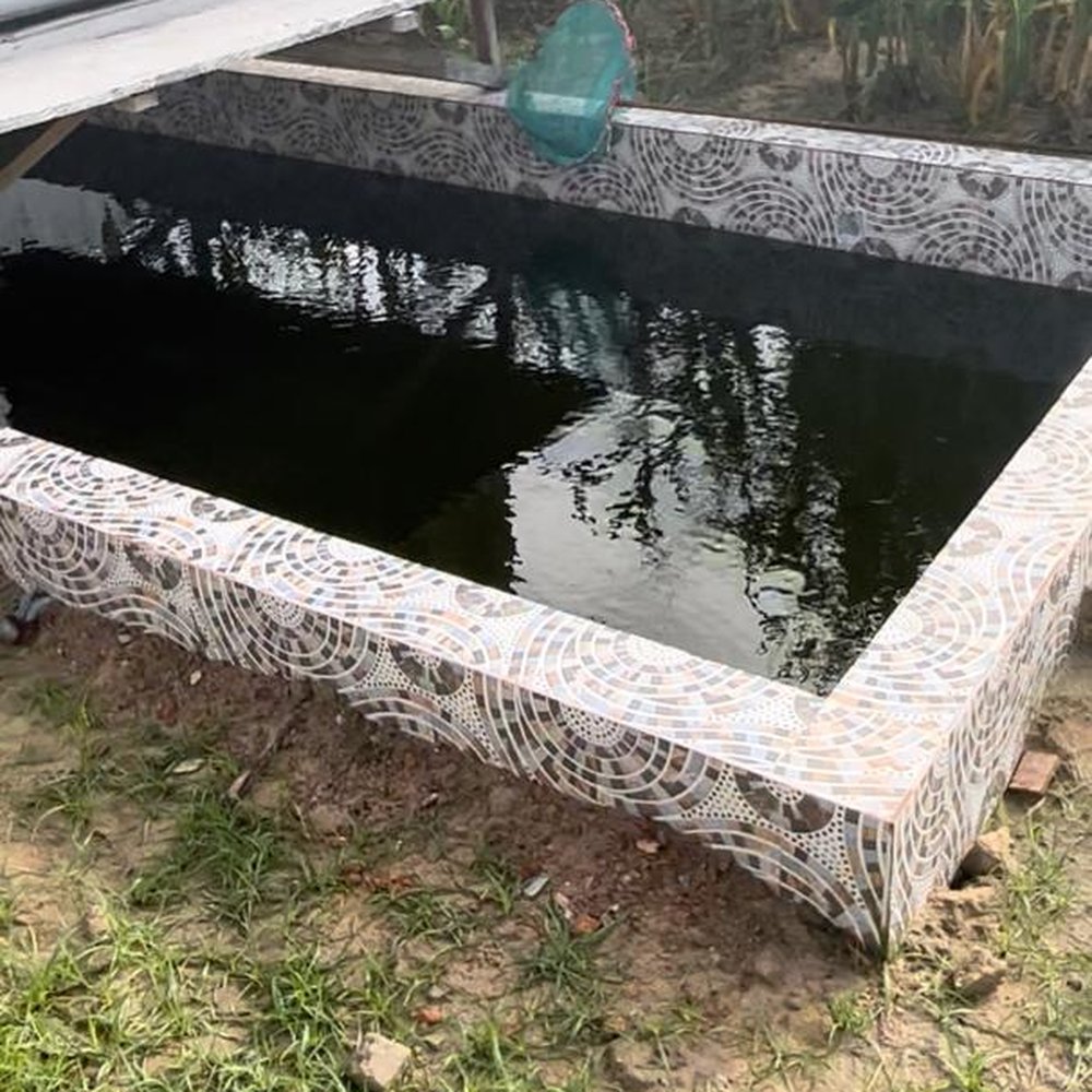 A tiled tilapia pond on the farm, built to recycle nutrients from the animal unit
