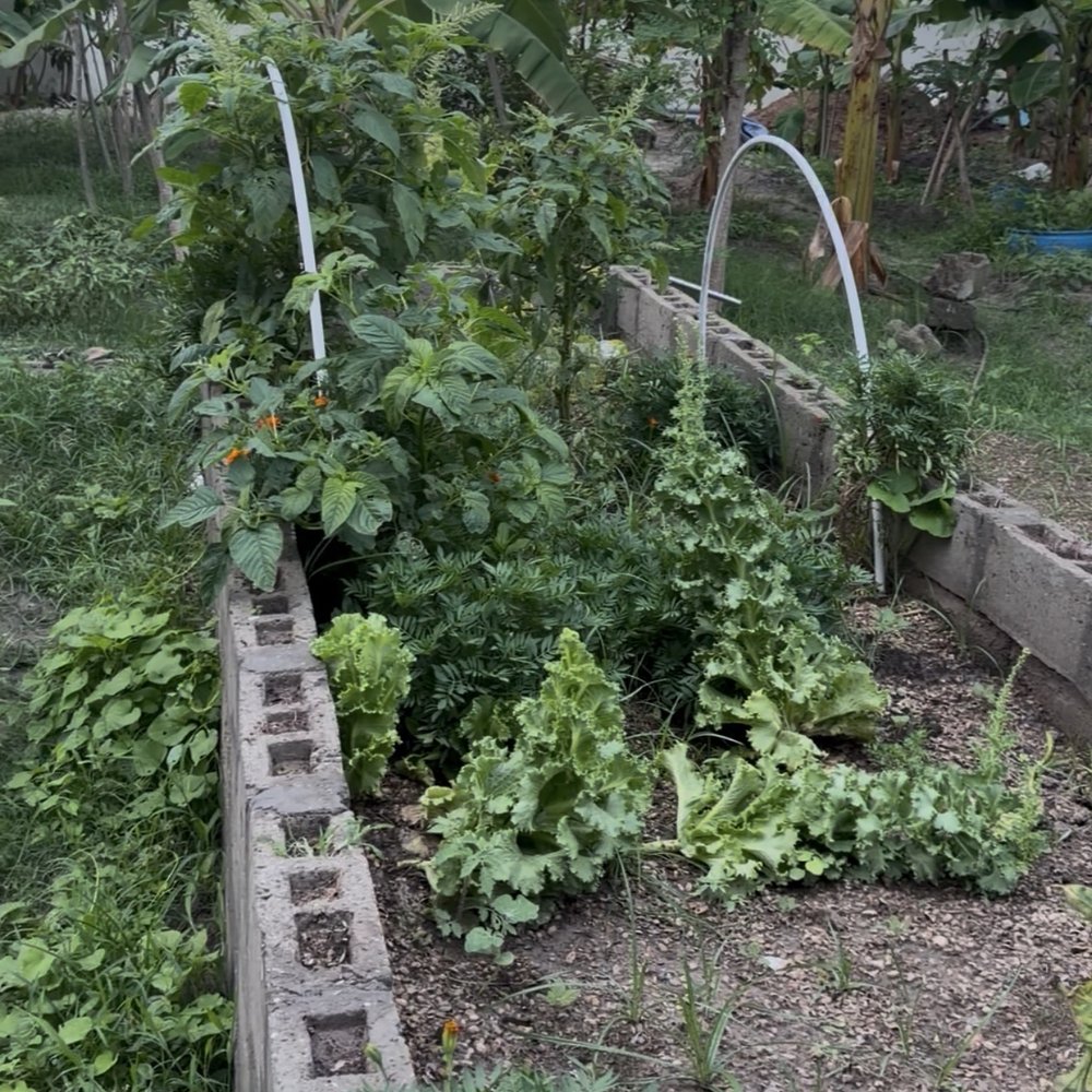 A raised vegetable and herb garden bed on the farm