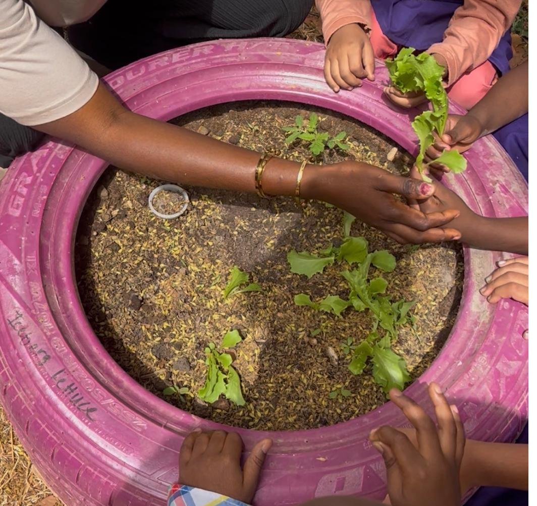 Hands planting lettuce seedlings together in a painted tyre garden bed