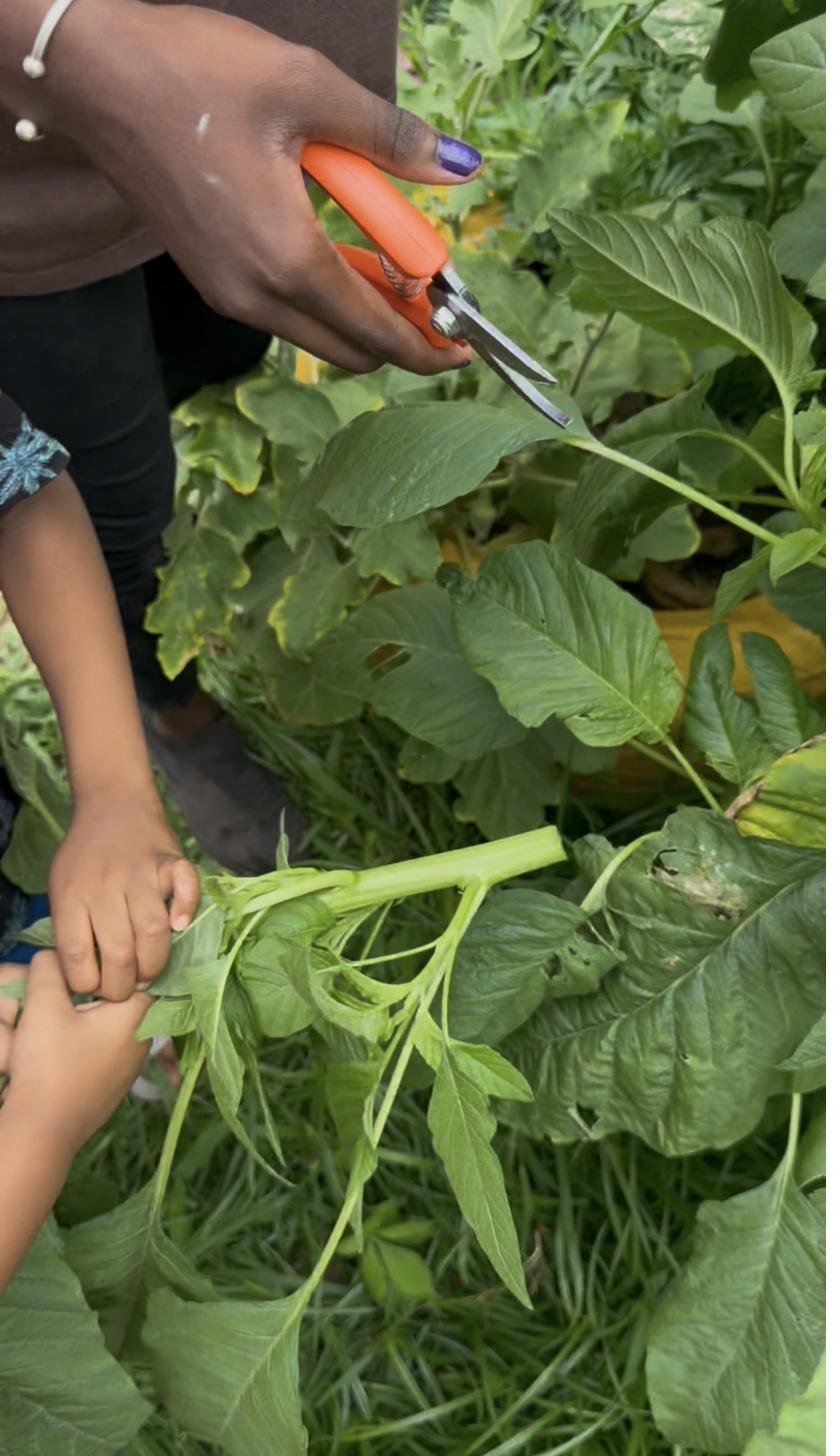 Harvesting fresh leafy greens with garden shears