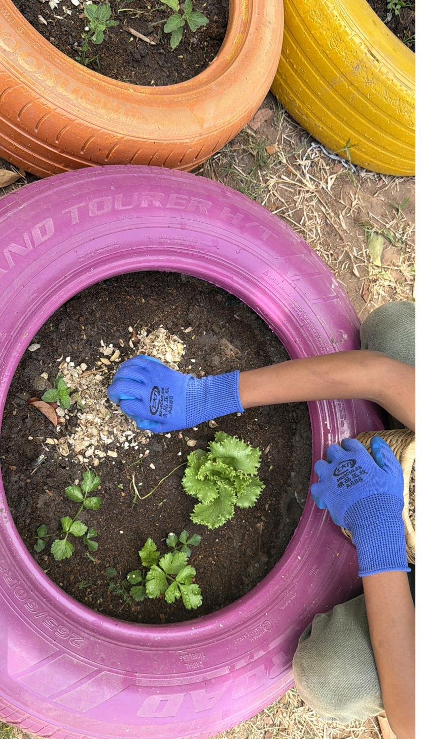 Gloved hands mulching around lettuce and coriander seedlings