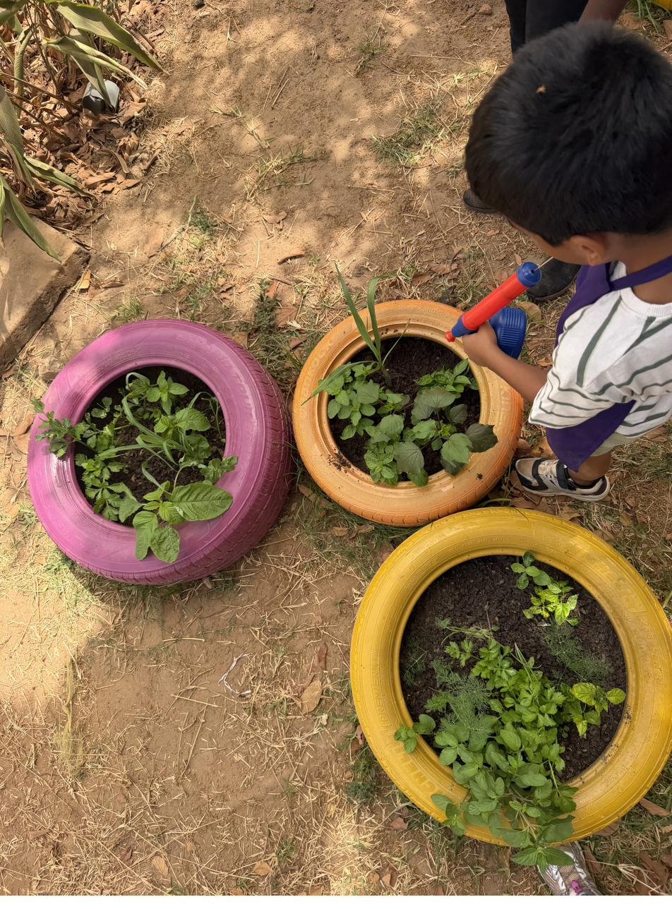 Three colourful tyre garden beds full of healthy herbs, with a child watering them
